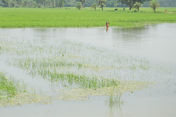 বগুড়ায় ভারি বৃষ্টিপাতে ডুবলো ১১০৬ হেক্টর জমির ফসল