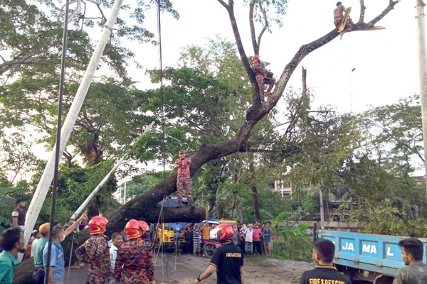গাছ উপড়ে পড়ে বরিশাল-ঢাকা মহাসড়কে যান চলাচলে প্রতিবন্ধকতা