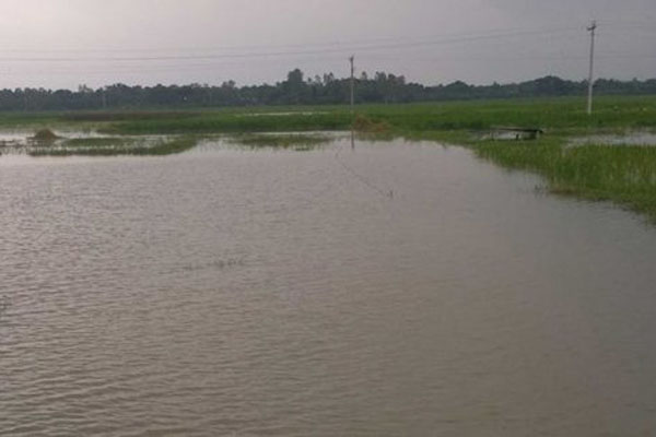 গুরুদাসপুরে পানির নিচে ধান ও সবজি ক্ষেত