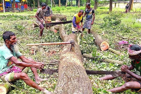 মূল্যবান গাছ কাটার মহোৎসব