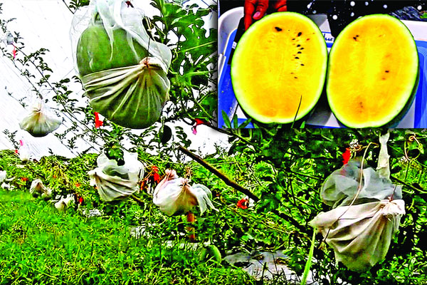 পটুয়াখালীতে তরমুজের নতুন জাত