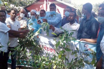 মুজিববর্ষ উপলক্ষে বিশ্বনাথে গাছের চারা বিতরণ 