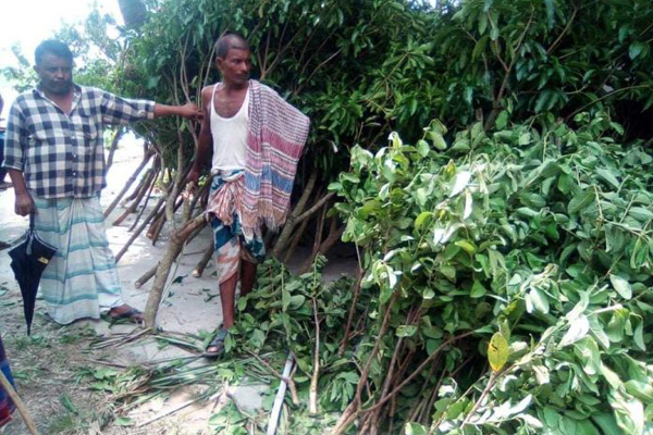 গাছের সাথে শত্রুতা!