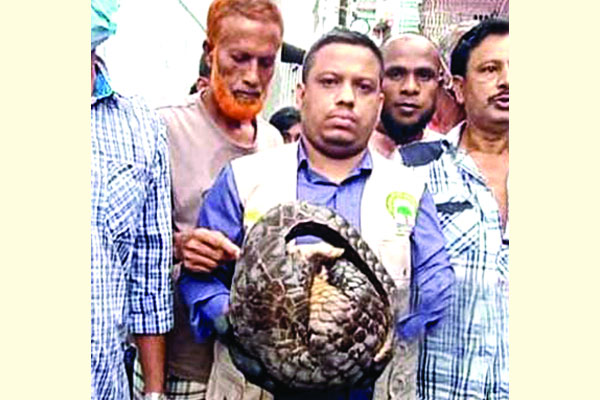 গাজীপুরে মিলল বনরুই