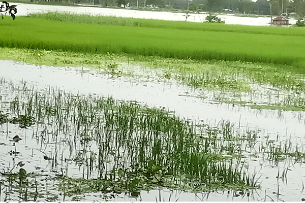 বগুড়ায় যমুনা ও বাঙালি নদীর পানি বিপৎসীমার উপরে