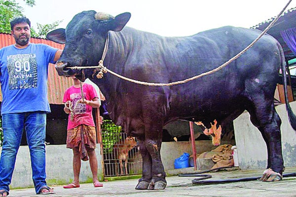 গরুর ফার্মে আছে ডাইনোসর