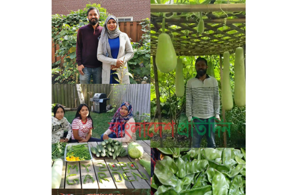 কানাডায় দেশীয় সবজিতে সফলতা নজরুল ইসলামের 