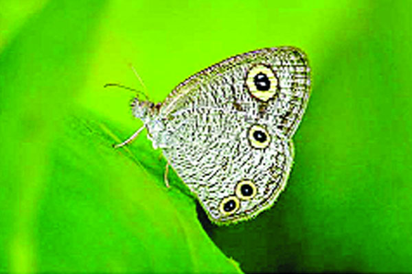 রাজশাহীতে নতুন প্রজাপতি