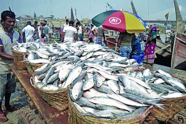 ইলিশে সয়লাব ফিশারিঘাট