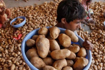 ইতিহাস গড়ল আলুর মূল্য!
