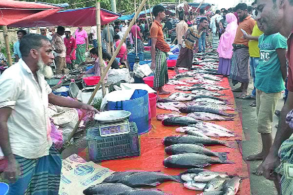 পদুয়ার বাজারে মাছের মেলা