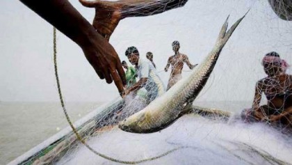 আজ থেকে ইলিশ ধরা নিষেধ 