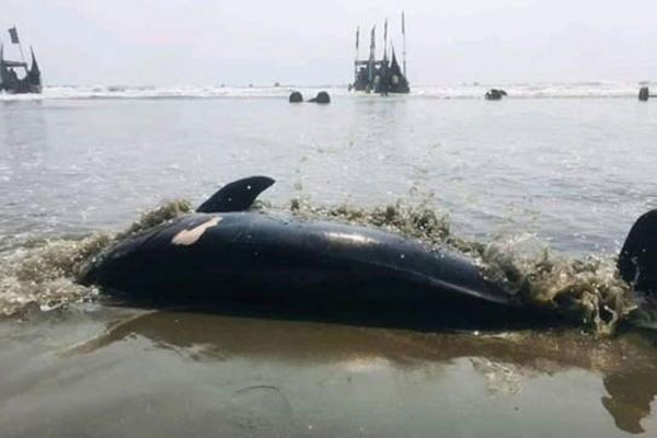 তিন বছরে হালদায় ২৭টি মৃত ডলফিন উদ্ধার