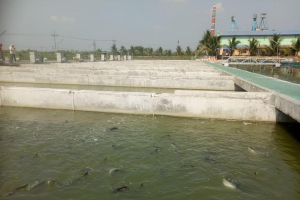 চাঁপাইনবাবগঞ্জের উৎপাদিত মাছ যাবে ইউরোপের বাজারে