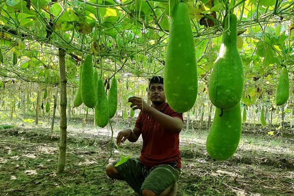 ঠাকুরগাঁওয়ে লাউয়ের বাম্পার ফলন