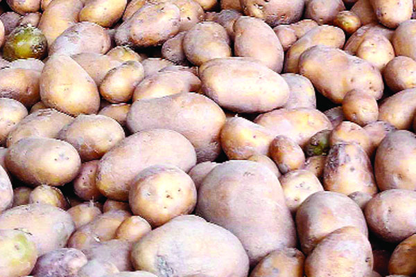 তবু অস্থির আলুর বাজার