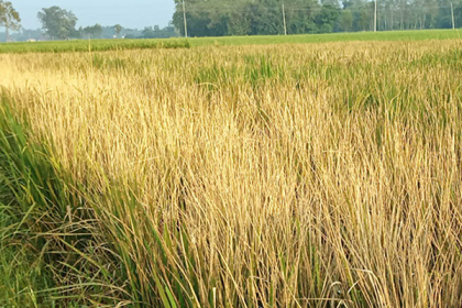 বগুড়ায় ভুল পরামর্শে কৃষকের সর্বনাশ