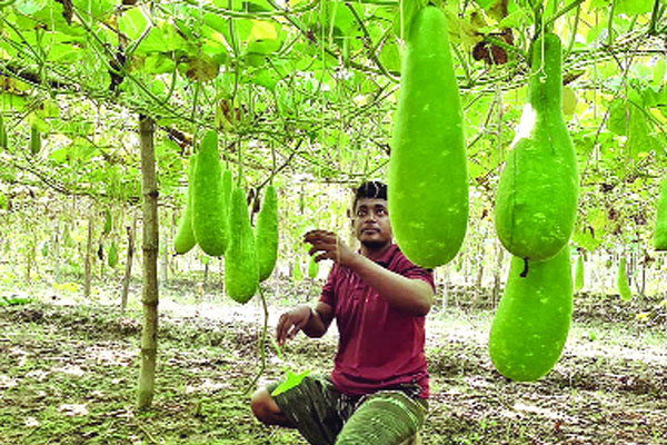 ঠাকুরগাঁওয়ে লাউয়ের বাম্পার ফলন