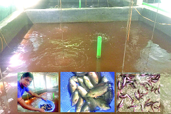 বায়োফ্লক প্রযুক্তিতে মাছ চাষে সাফল্য