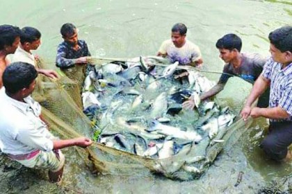 চাহিদা মিটিয়ে বিদেশে যাচ্ছে আখাউড়ার মাছ