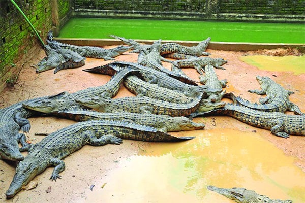 ৪০০ কুমির রপ্তানি করবে বাংলাদেশ