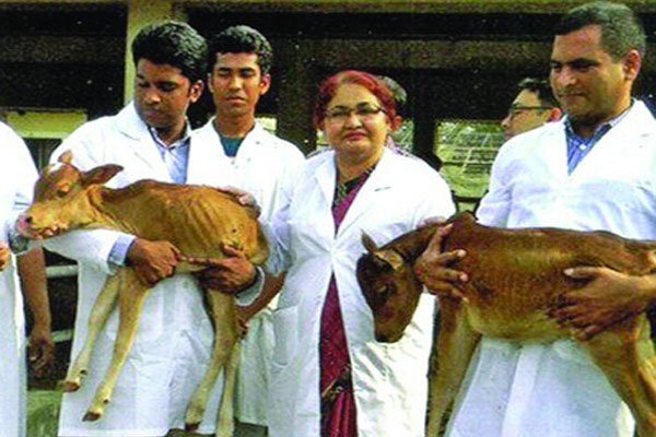 আসছে জোড়া বাছুর উৎপাদন