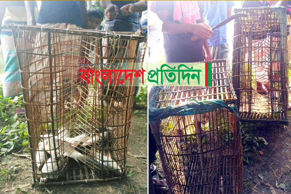 প্রতিবেশীর পুকুরের মাছ অভিনব কৌশলে নিজের পুকুরে নেওয়ার অভিযোগ 

