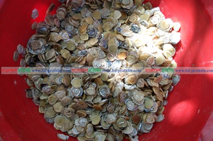 বরগুনায় মুক্তা চাষে সফলতা