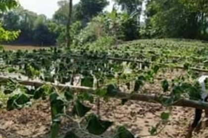 ব্রাহ্মণবাড়িয়ায় গাছের সাথে শত্রুতা