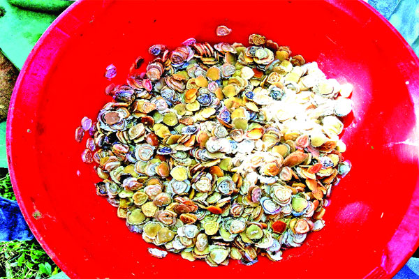 বরগুনায় মুক্তা চাষে সাফল্য