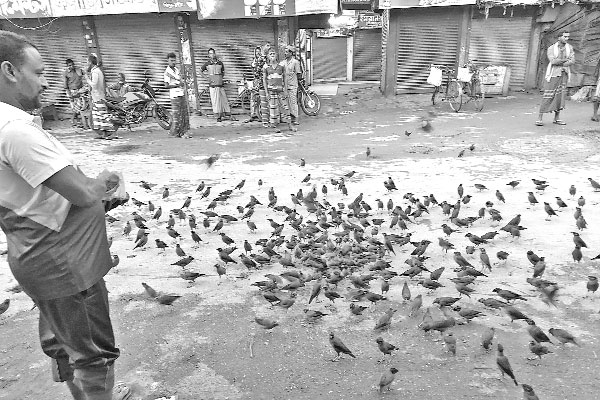 কুষ্টিয়ায় দোকানি যখন শালিক পাখির বন্ধু