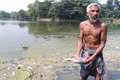 ভালুকায় মুরগির বিষ্ঠা ফেলে মাছ নিধনের অভিযোগ