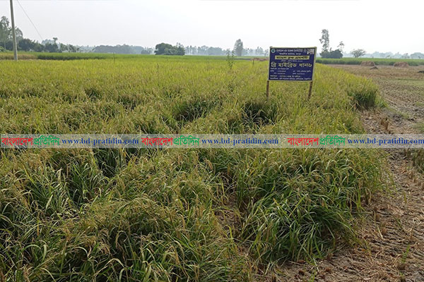 ঠাকুরগাঁওয়ে আমন ক্ষেতে পোকার আক্রমণে দিশেহারা কৃষকেরা 