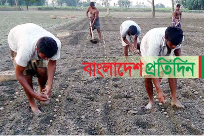 ভালো দামের আশায় আগাম আলু চাষ দিনাজপুরে