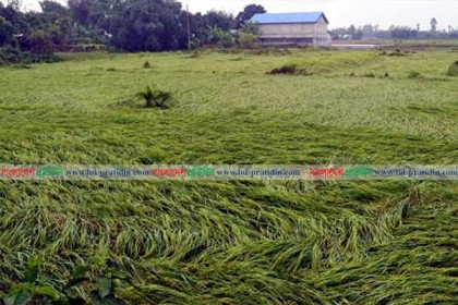 দিনাজপুরে হঠাৎ ঝড়-বৃষ্টিতে আমন ধানের ব্যাপক ক্ষতি