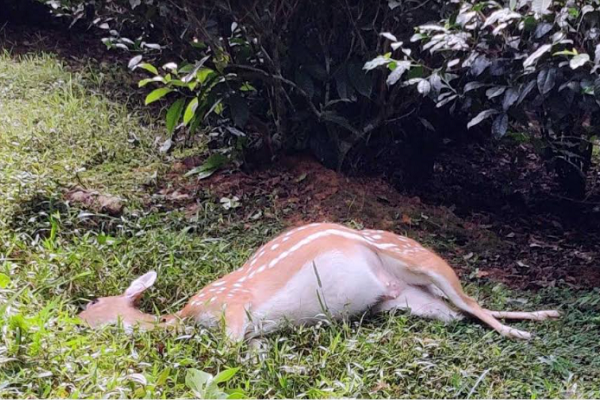শ্রীমঙ্গলে গাড়ি চাপায় হরিণের মৃত্যু