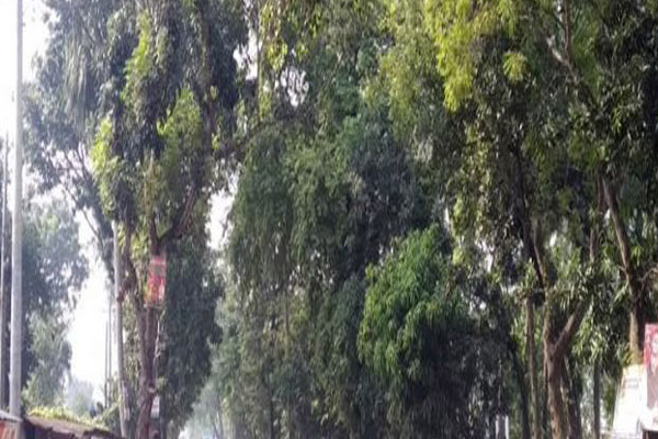 নাটোরে ডিসির হস্তক্ষেপে রক্ষা পেল ৬৫ গাছ!