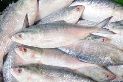 রাত ১২টার পর উঠে যাচ্ছে ইলিশ শিকারে নিষেধাজ্ঞা
