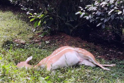 শ্রীমঙ্গলে গাড়ি চাপায় হরিণের মৃত্যু