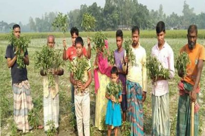 মরিচ গাছের সঙ্গে শত্রুতা!