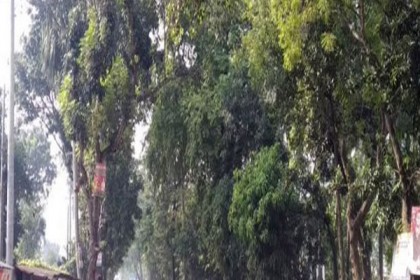 নাটোরে ডিসির হস্তক্ষেপে রক্ষা পেল ৬৫ গাছ!