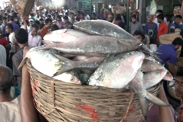 ২২ দিনের নিষেধাজ্ঞা শেষে প্রাণ ফিরেছে বরিশাল মোকামে