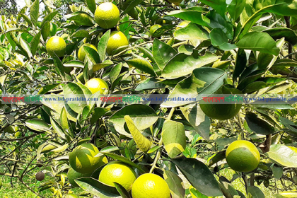 কুমিল্লার বিভিন্ন গ্রামে সবুজ মাল্টার উৎসব  