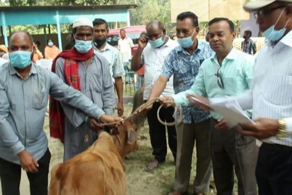ঠাকুরগাঁওয়ে ভিক্ষুক মুক্ত কর্মসূচির আওতায় গরু-ছাগল ও দোকান ঘর বিতরণ