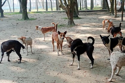 বেওয়ারিশ কুকুর নিয়ে আতঙ্ক বাড়ছে সোনাতলায় 