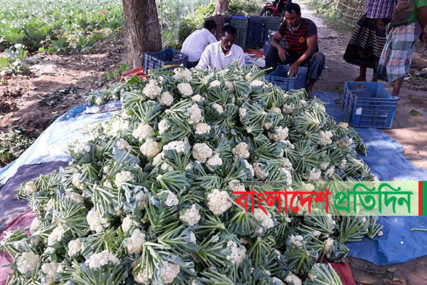 ঠাকুরগাঁওয়ে ফুলকপির বাম্পার ফলন