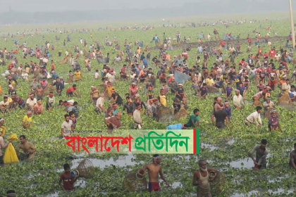 পাবনায় চলছে মাছ ধরার উৎসব

