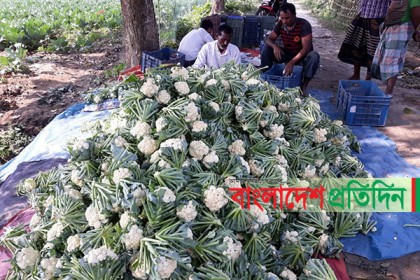 ঠাকুরগাঁওয়ে ফুলকপির বাম্পার ফলন