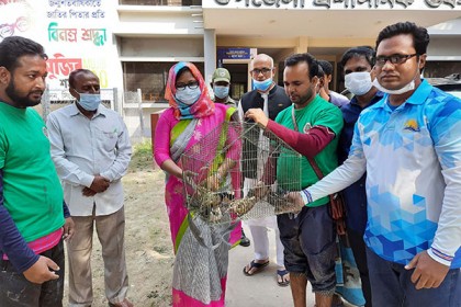 সিংড়ায় চার পাখি শিকারীকে দণ্ড, ৬০ পাখি অবমুক্ত