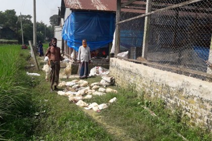 ধামরাইয়ে নিম্নমানের খাদ্য খেয়ে ১২০০ মুরগির মৃত্যু